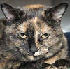  Animals - Dogs, Cats - 